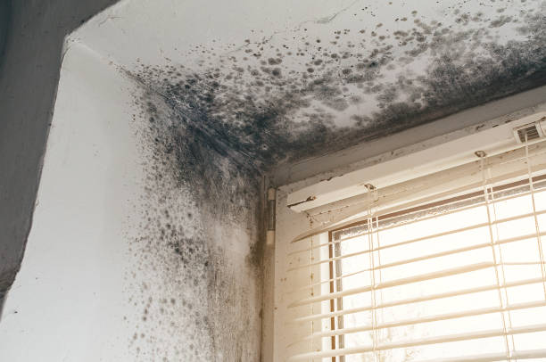 Affordable Mold Cleanup solutions in Chevy Chase, MD